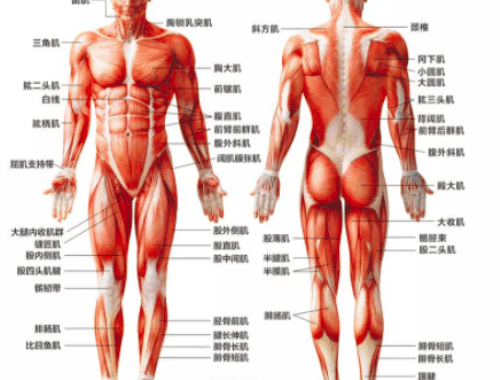 坐姿推肩器使用方法讲解